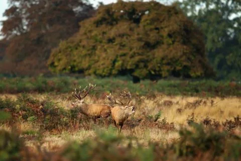 Two red deer roaring during the rutting season in autumn. Stock Photos