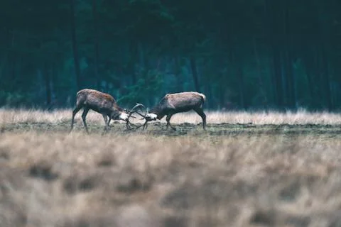 Two red deer stag fighting with antlers in forest meadow. Stock Photos