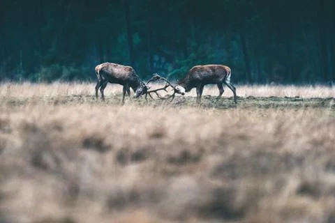 Two red deer stag fighting with antlers in forest meadow. Stock Photos
