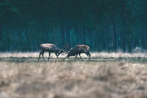Two red deer stag fighting with antlers in forest meadow. Stock Photos