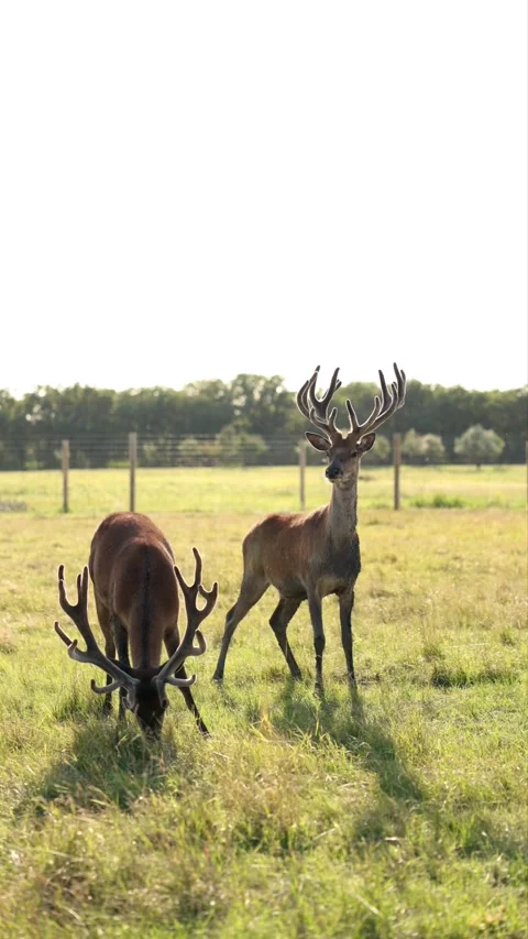 Two Red Deer Stags Big Antlers Grazing Field Wild Farm Stock Footage 341736993