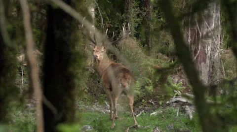 Two red deer stags in bush running away. Stock Footage 22643955