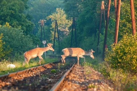 Two red deer stags crossing a railway track in the morning light. Stock Photos