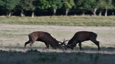 Two red deer stags fighting in grassland during the rut in autumn Stock Footage
