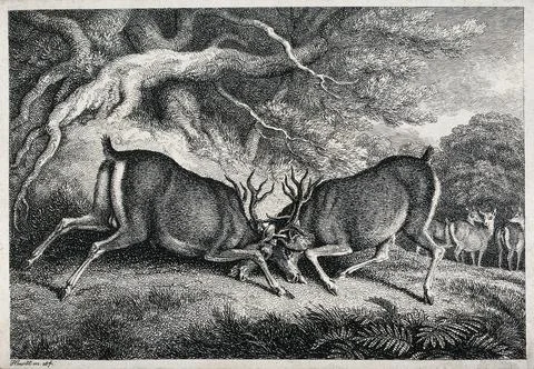 Two red deer stags fighting. Etching by W.S. Howitt, ca 1798. Stock Illustration