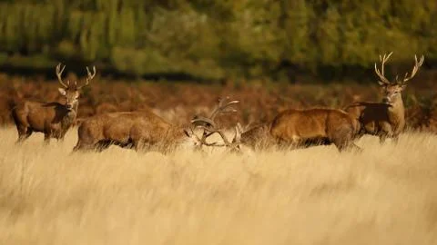 Two red deer stags fighting over dominance Stock Photos