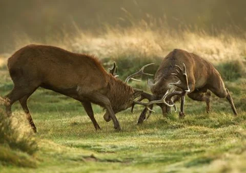 Two red deer stags fighting over dominance during rutting season Stock Photos