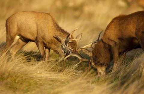 Two red deer stags fighting over dominance during rutting season Stock Photos