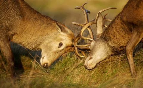 Two red deer stags fighting over dominance during rutting season Stock Photos