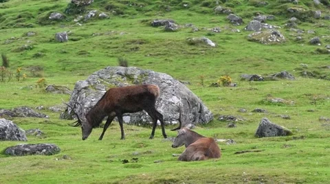 Two red deer stags grazing in grassland in the Highlands, Scotland, UK Stock Footage