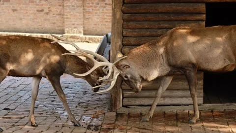 Two red deer stags locking antlers near wooden shelter inside zoo enclosure. The Stock Footage 341963786
