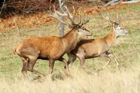 Two red deer stags running ( Cervus elaphus ) Stock Photos