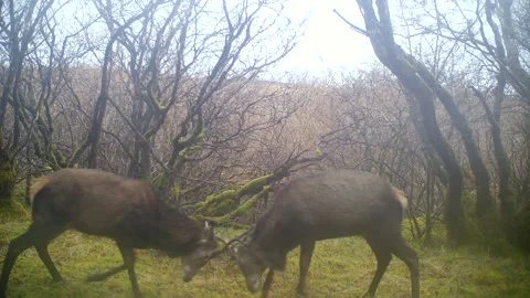 Two Red Deer Stags Rutting in Woodland, Trail Camera Wildlife, Isle of Skye Video stock 334036403