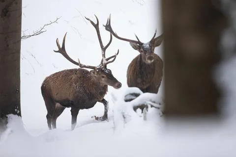 Two red deer stags wading through deep snow in winter forest Stock Photos