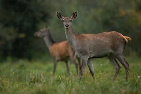 Two red deer standing on flowered meadow in autumn forest Stock Photos