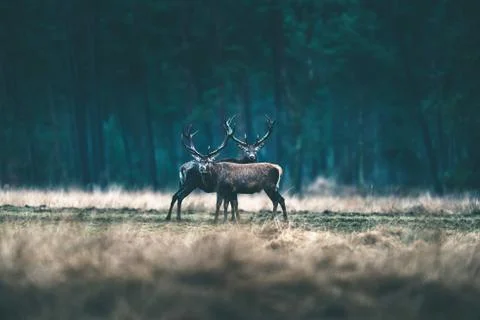 Two red deer standing together in forest meadow. Stock Photos