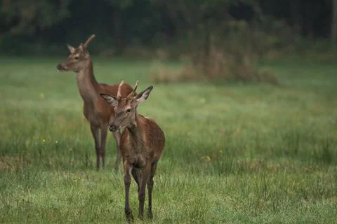 Two red deer walking in a mid-forest meadow. Deer with a single antler Stock Photos