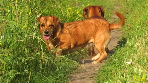 Two red dogs running through a green meadow Video stock 162133975
