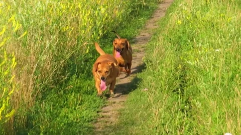 Two red dogs running through a green meadow Video stock 162133986