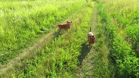 Two red dogs running through a green meadow Video stock 162257206