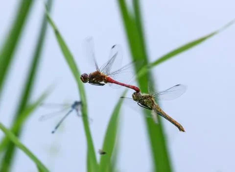 Two red dragonflies mating in flight Stock Photos