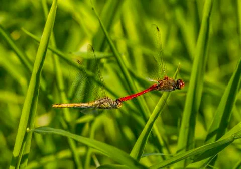Two red dragonflies mating in flight Stock Photos