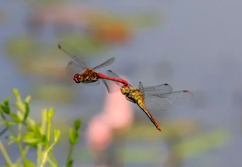 Two red dragonflies mating in flight Stock Photos