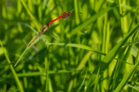 Two red dragonflies mating in flight Stock Photos