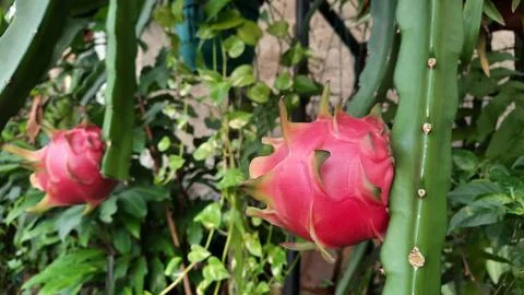 Two red dragons on the tree ready to be harvested 02 Stock Photos