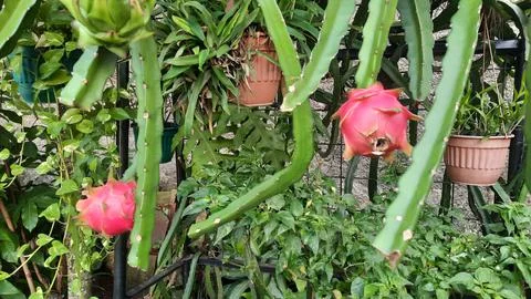 Two red dragons on the tree ready to be harvested 01 Stock Photos