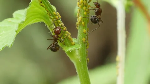 Two Red Droptail ants tending aphid herd on wet stem; detailed dawn honeydew Stock Footage 342280199