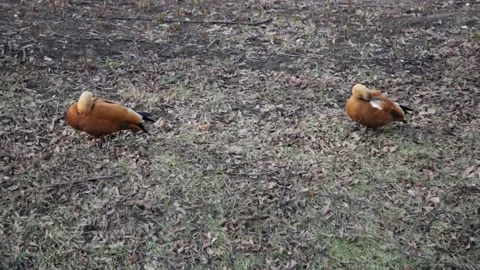 Two red ducks are sitting on the ground in a park Stock Footage 131362961