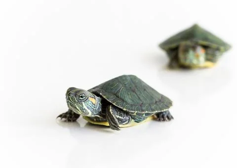 Two Red eared Slider turtle (Trachemys scripta elegans) on white background.  Stock Photos