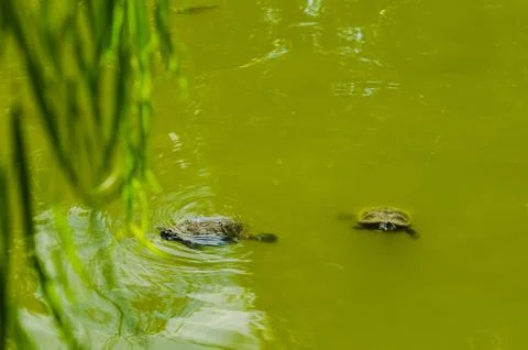 Two red-eared slider turtle swimming in the lake Stock Photos