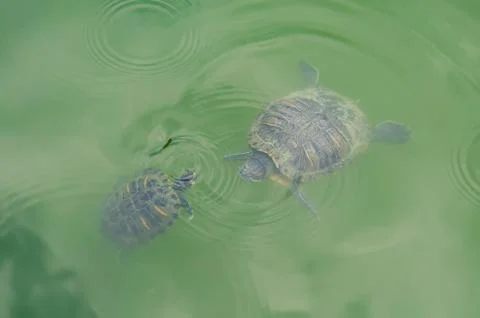 Two red-eared slider turtle swimming in the lake Stock Photos