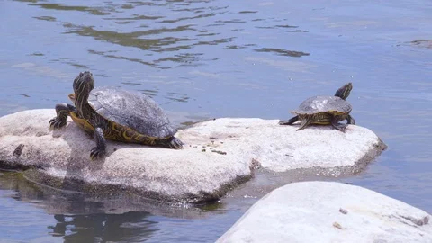 Two Red Eared Slider Turtles Sunbathing Stock Footage 89647598