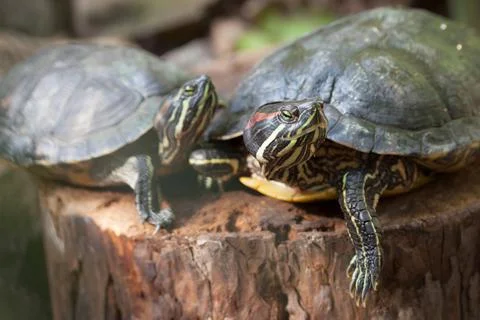 Two Red-Eared Slider Turtles Resting on a Tree Stump 스톡 사진