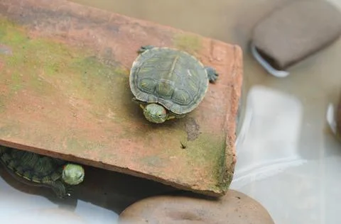 Two red-eared turtle in a terrarium. Pond slider Fotos Stock
