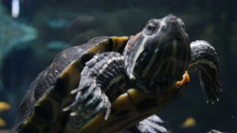 Two red-eared turtles swim under the water. Real time, medium shot. Stock Footage 109064517