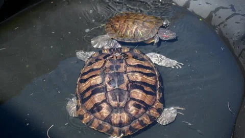 Two red-eared turtles swim in a home outdoor pool on a summer day. unusual pets. Stock Footage 232090153