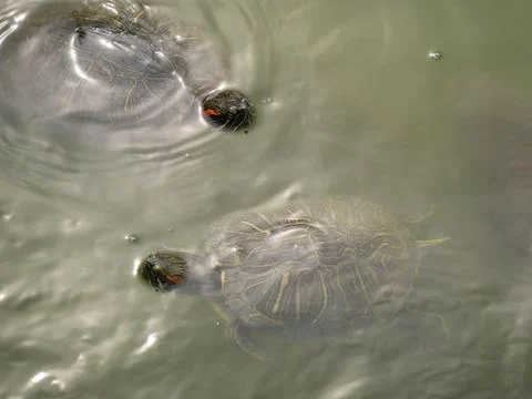 Two Red eared water turtle Stock Photos