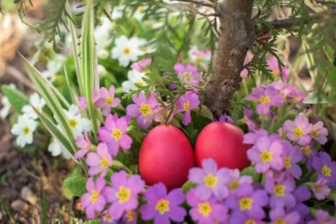 Two red Easter eggs among pink primrose Stock Photos