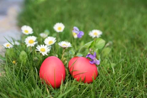 Two red Easter eggs and flowers Foto stock
