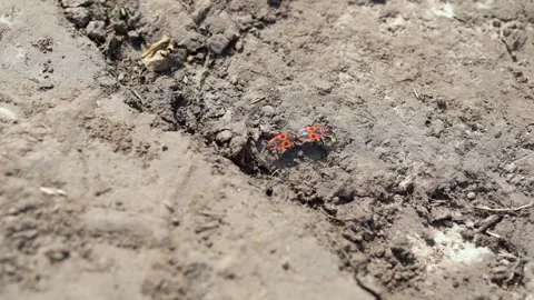 Two red firebugs with black dots during intercourse run on the grey sandy ground Video stock 241830816