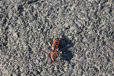 Two red firemen beetles on grey dark asphalt road Stock Photos