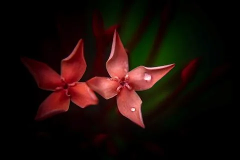 Two red flower with dark background. Stock Photos