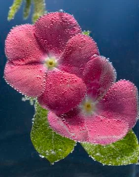 Two red flower Stock Photos