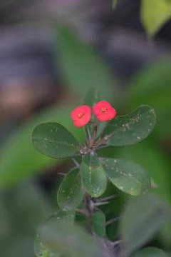 Two red flower Stock Photos