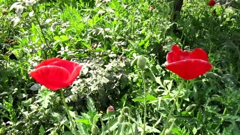 Two red flowers in garden Stock Footage 154541109