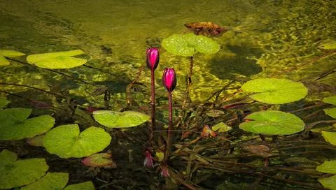 Two red flowers ready to bloom, surrounded by lily pads. Stock Photos